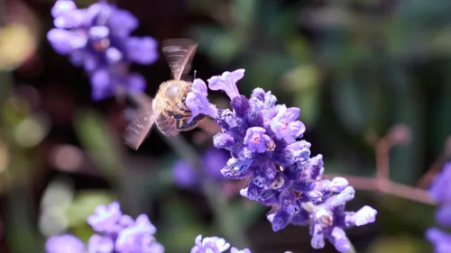 This still life photograph shows a bee hovering and feeding on lavender flowers during the early morning in summer. The image clearly highlights the vibrant purple flowers and surrounding green plants, with the bee acting as the main insect subject as it gathers pollen from the blossoms. The composition draws attention to the interaction between bees and flowering plants, illustrating the vital role insects play in pollinating summer flowers like lavender. The background is filled with soft focus plants and flowers, reinforcing the seasonal theme and natural setting.